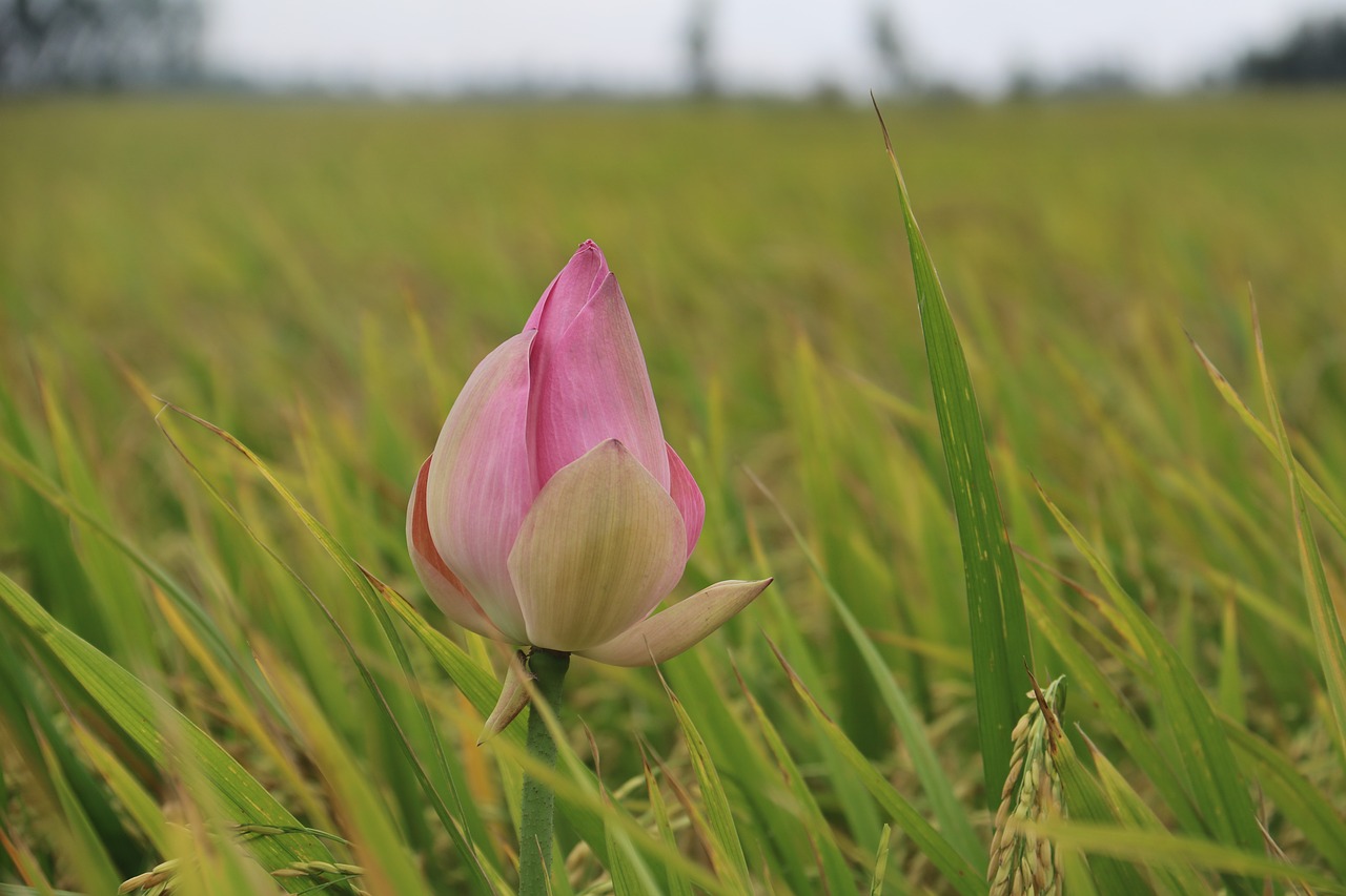 flower  lotus  rustic free photo