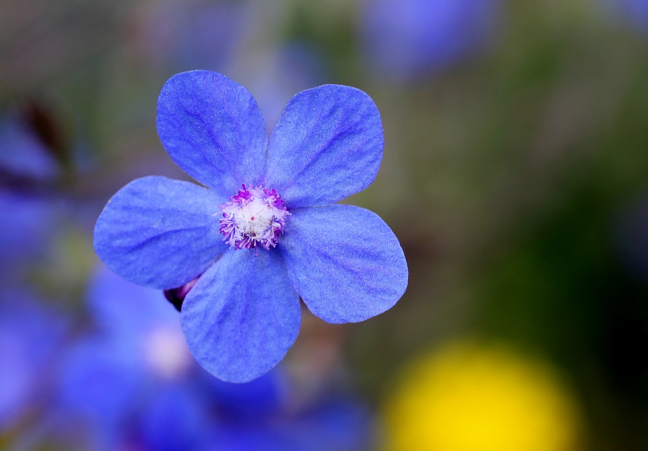 blossom bloom blue free photo