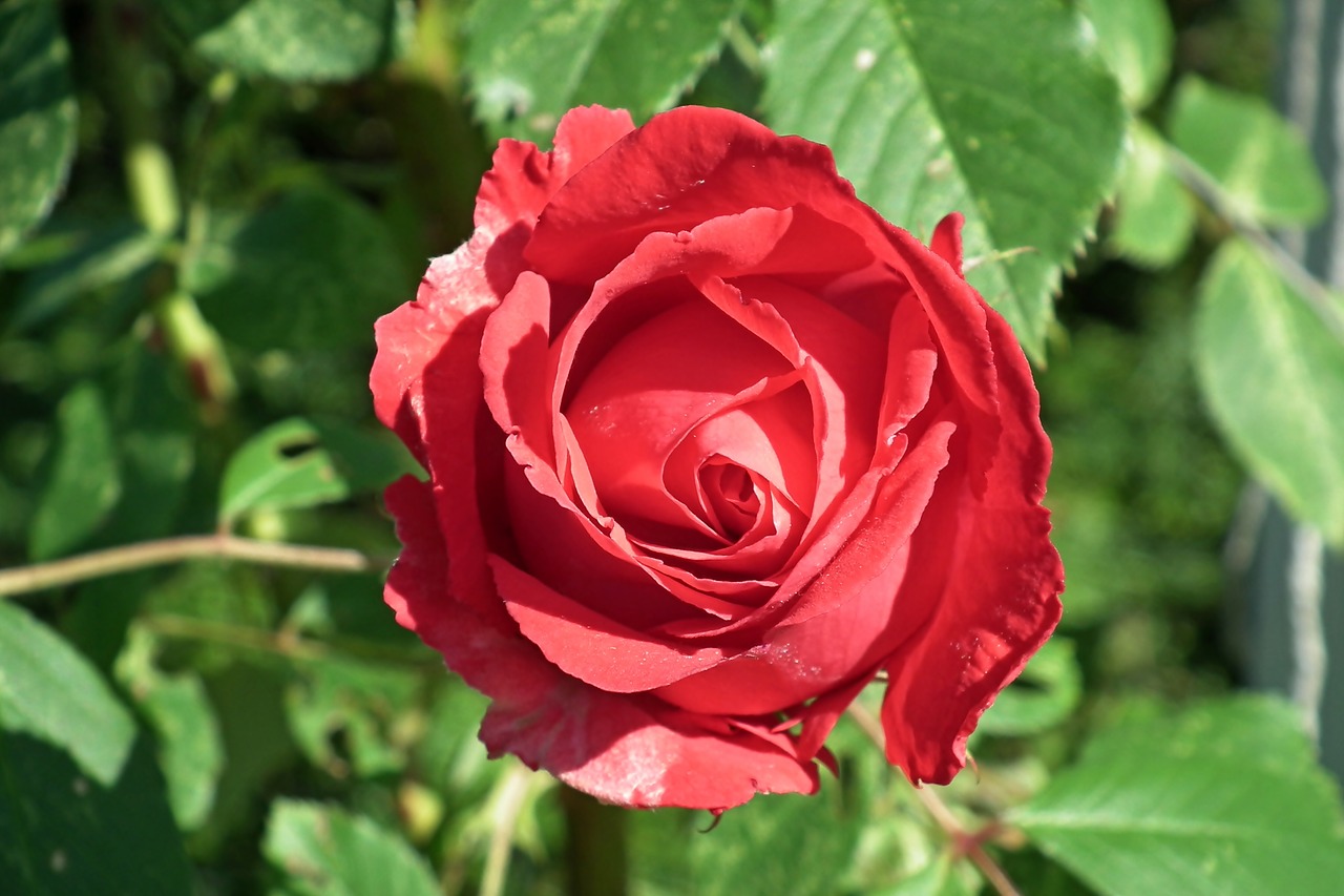 flower  rose  red free photo