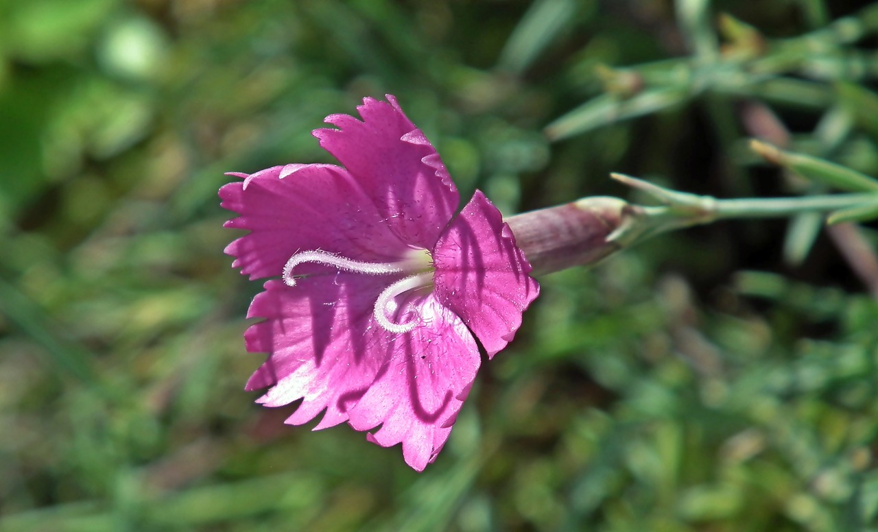 flower  gożdzik garden  pink free photo