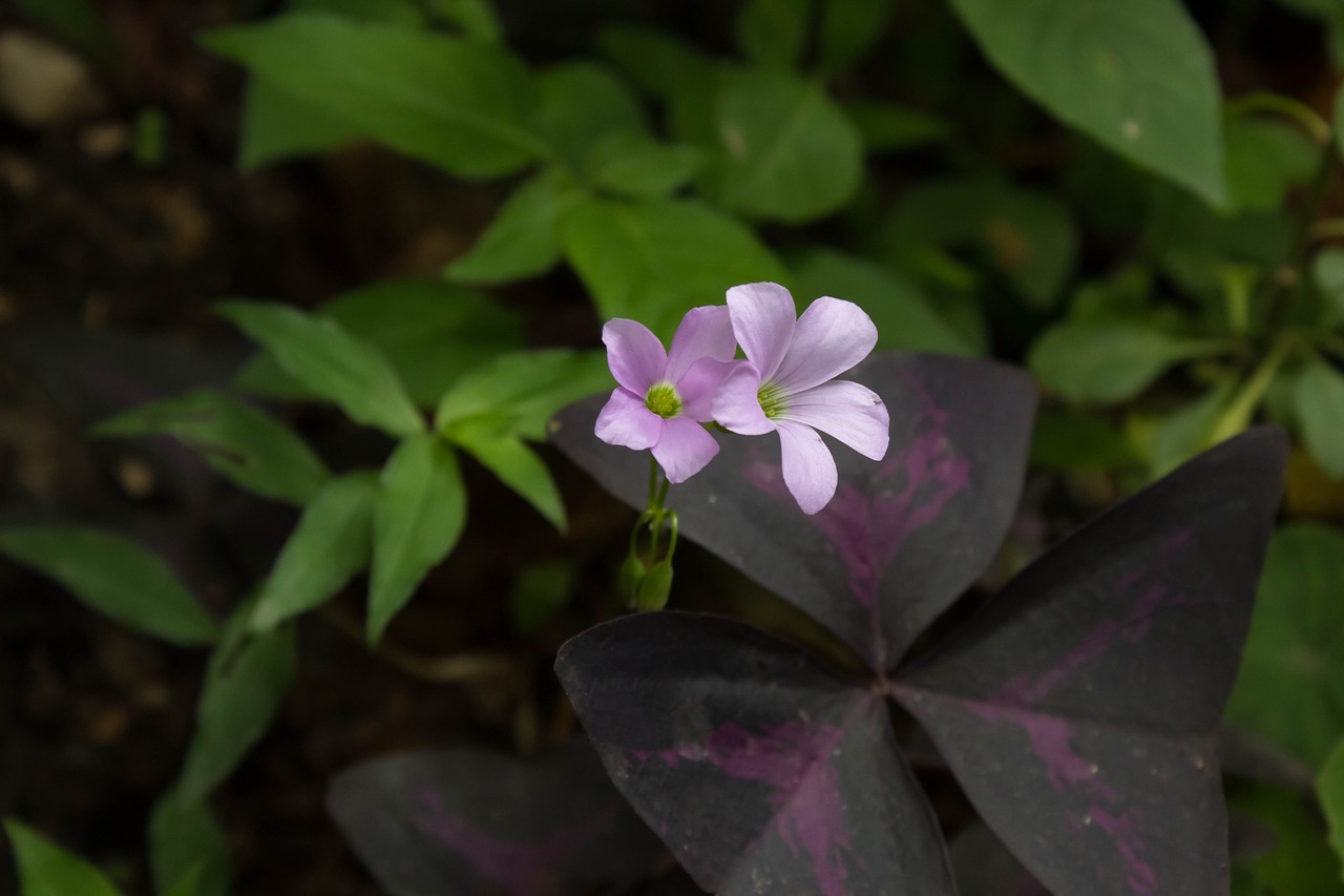 flower  garden  pink free photo