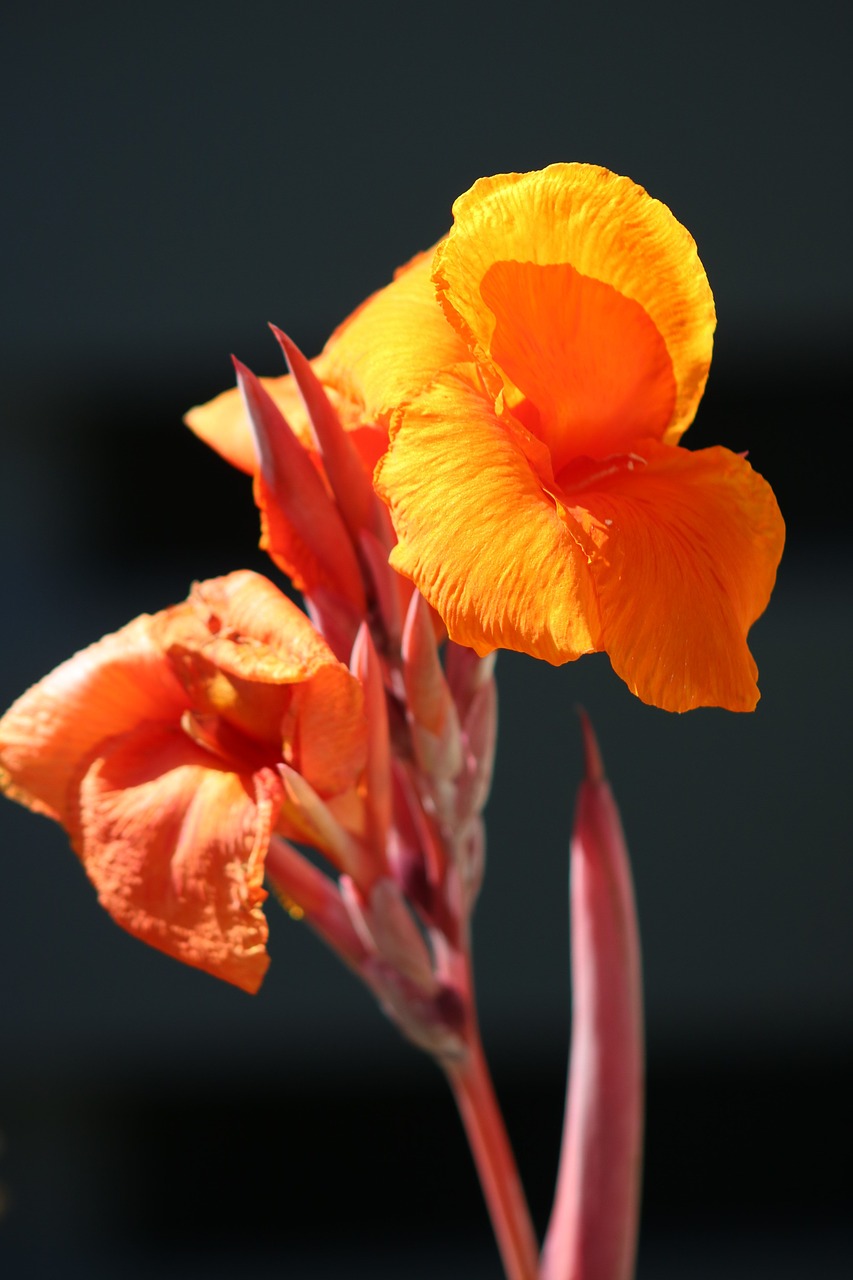 flower  orange  black free photo