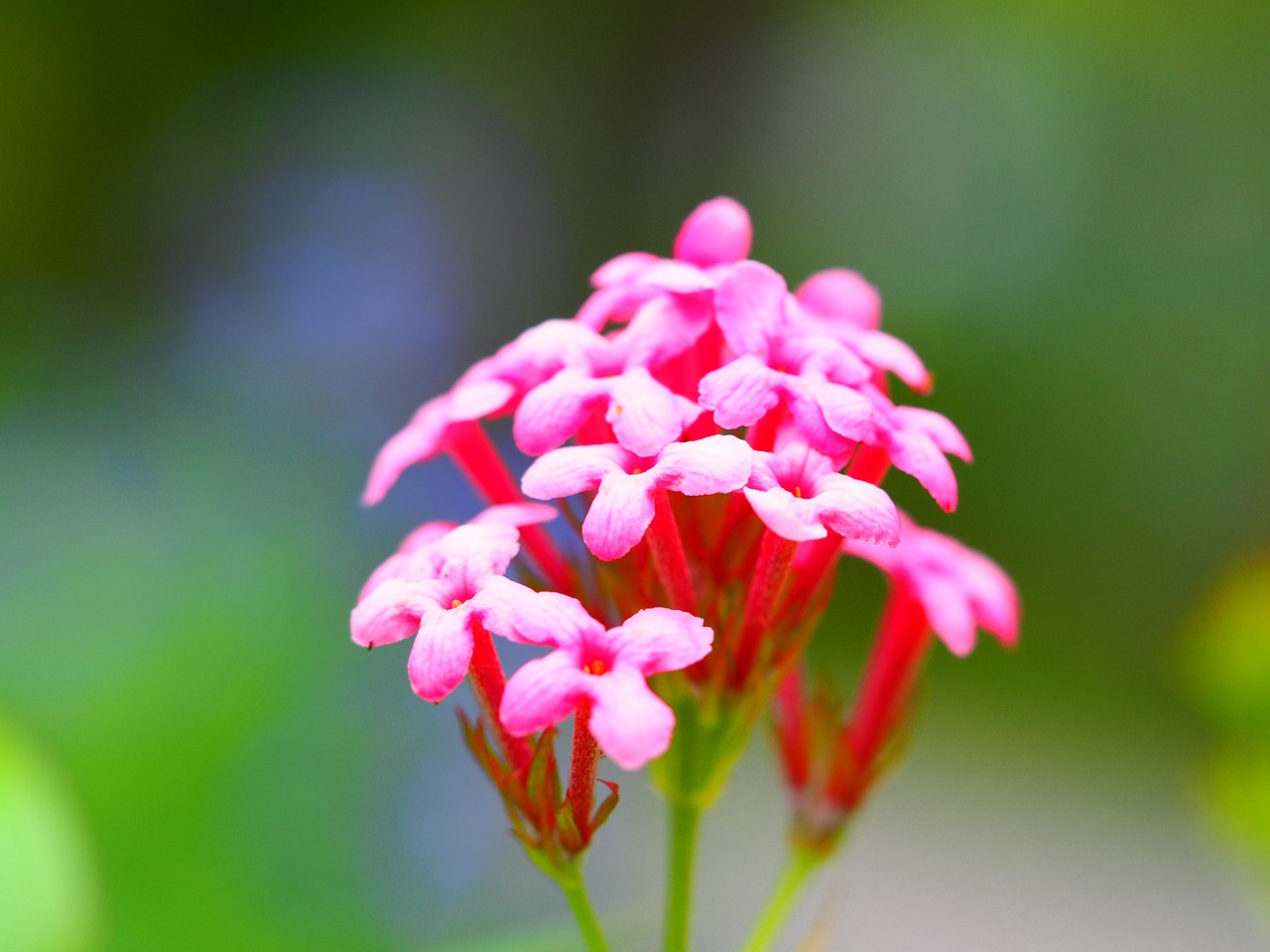 flower  pink  petals free photo