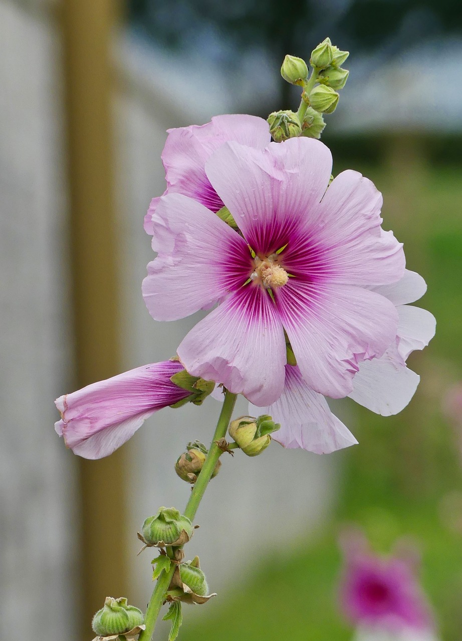 flower  nature  pink free photo