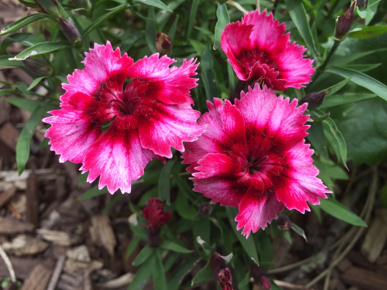 flower  œillet  plants free photo