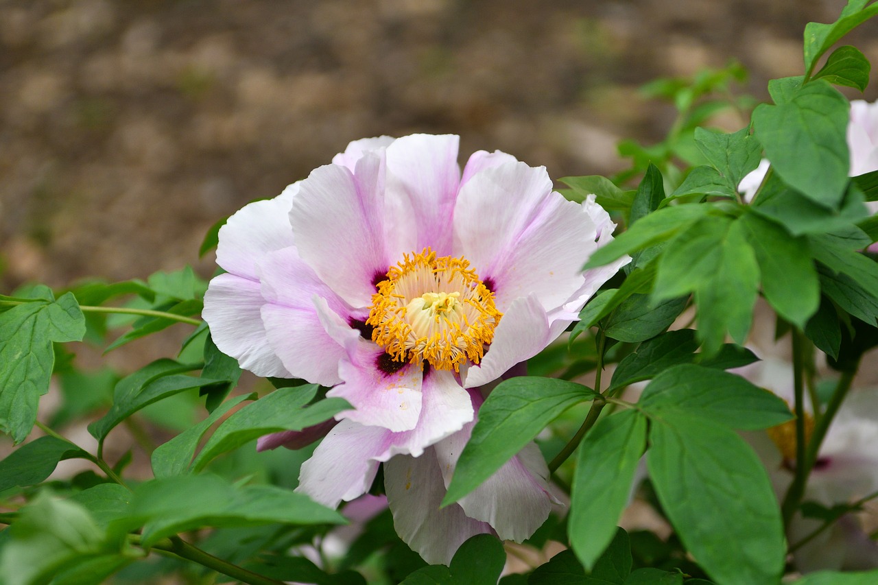 flower  flowers  pink free photo