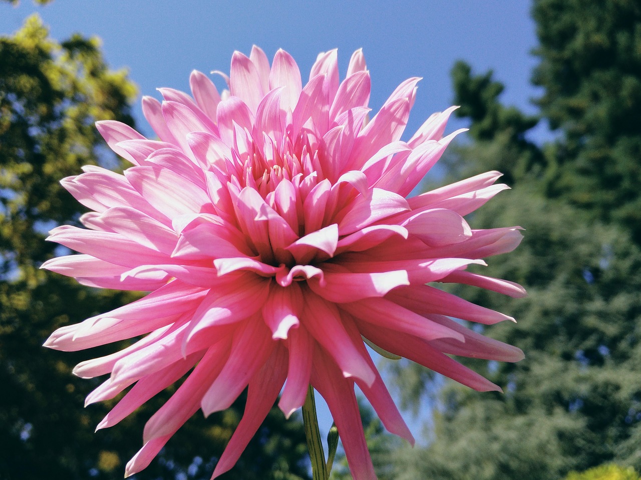 flower  spring  pink free photo