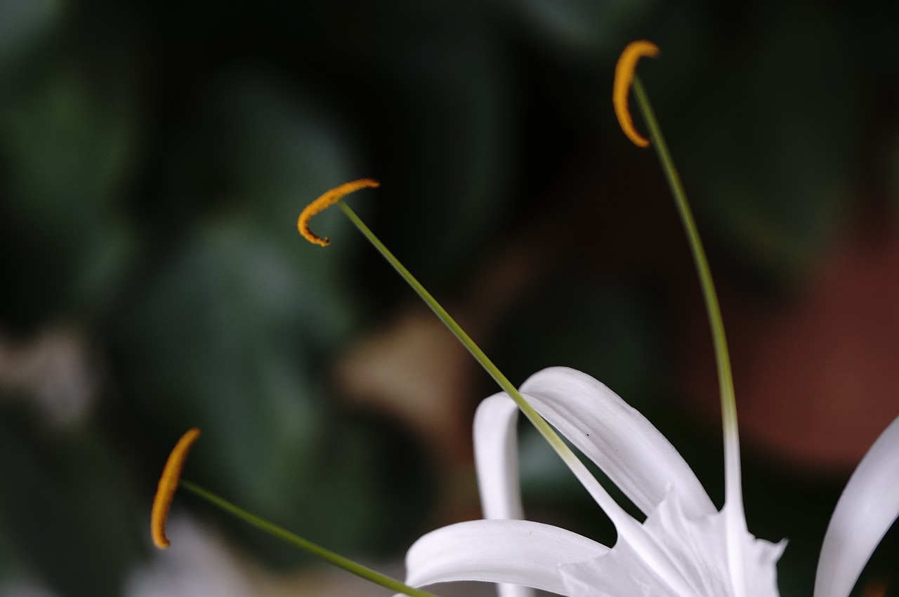 flower  white  orange free photo