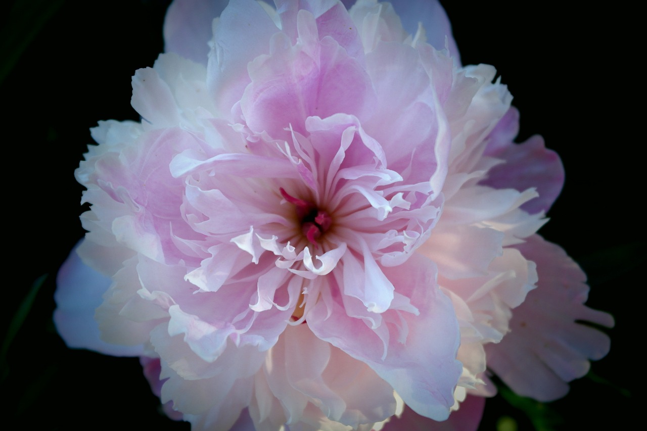 flower peony pink free photo