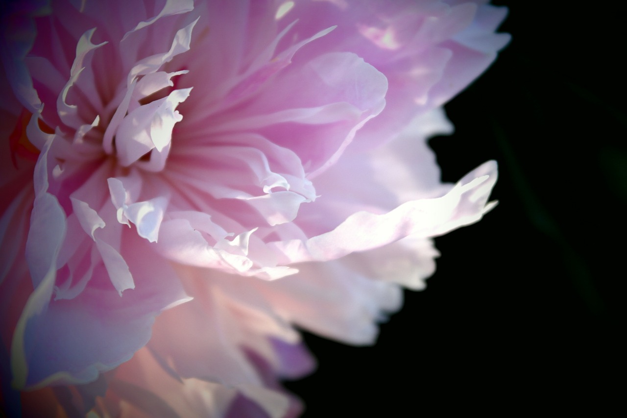 flower peony macro free photo