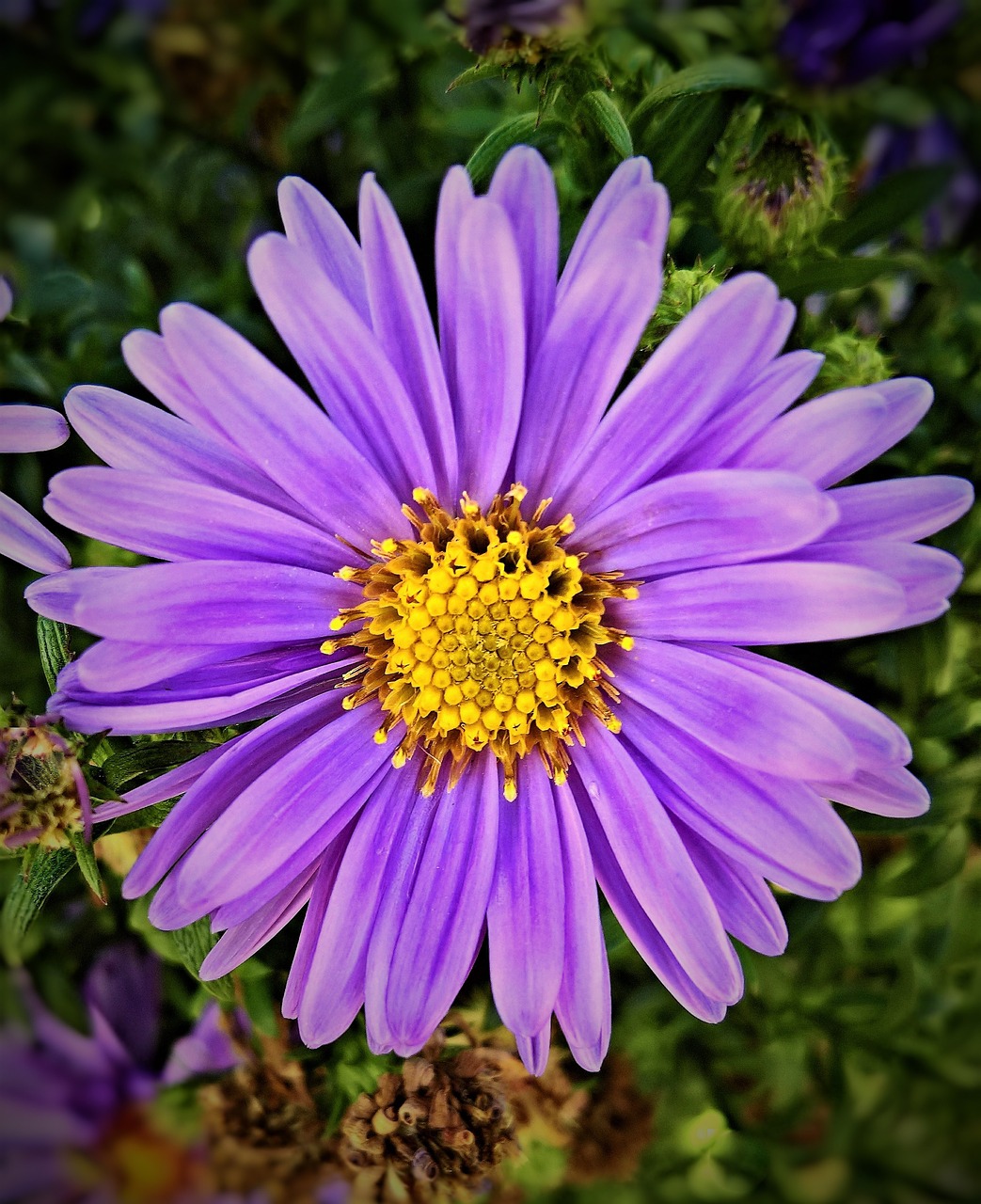 flower  aster  herbstaster free photo