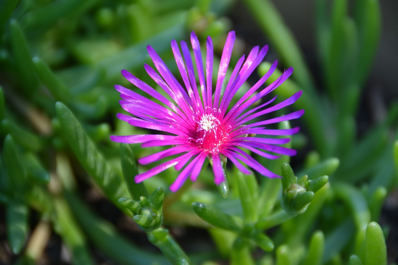 flower  violet  plants free photo