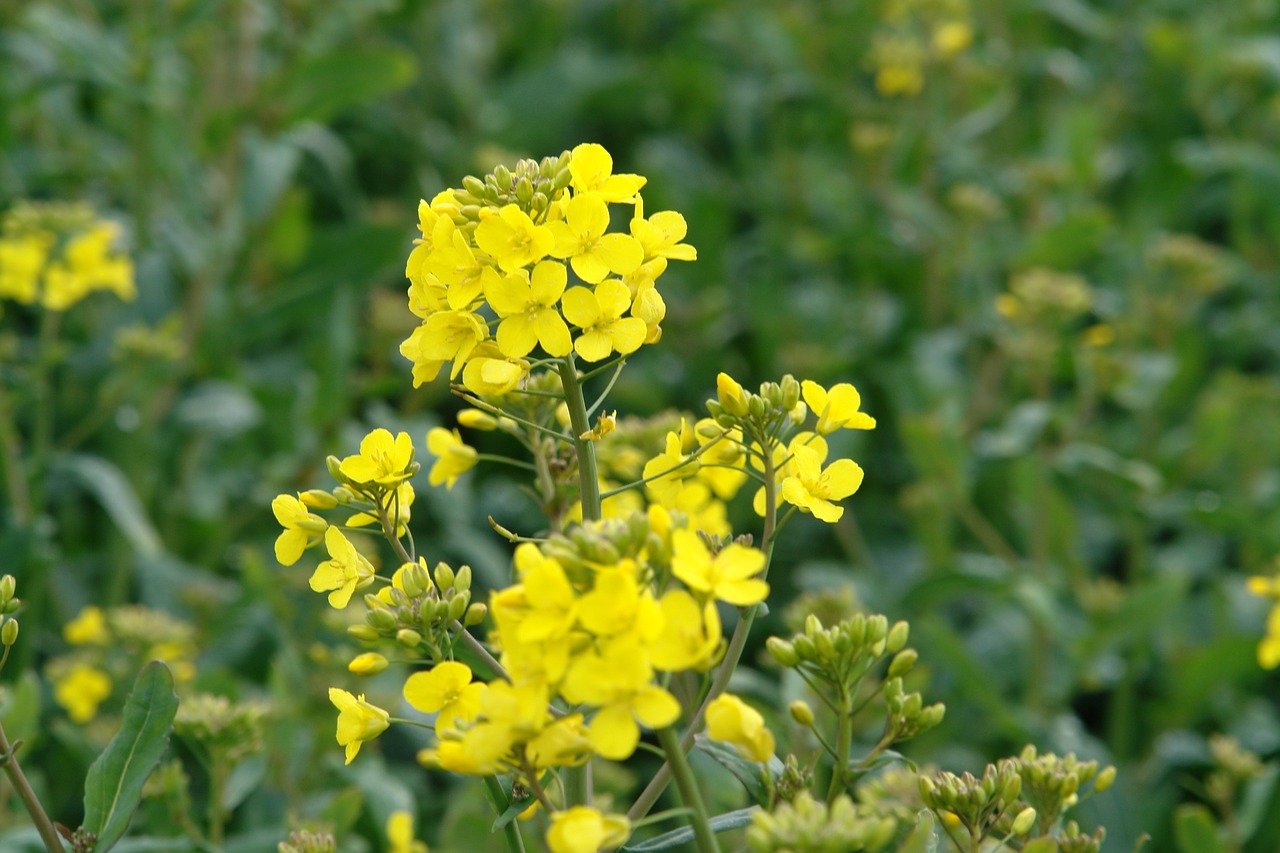 flower  yellow  spring free photo