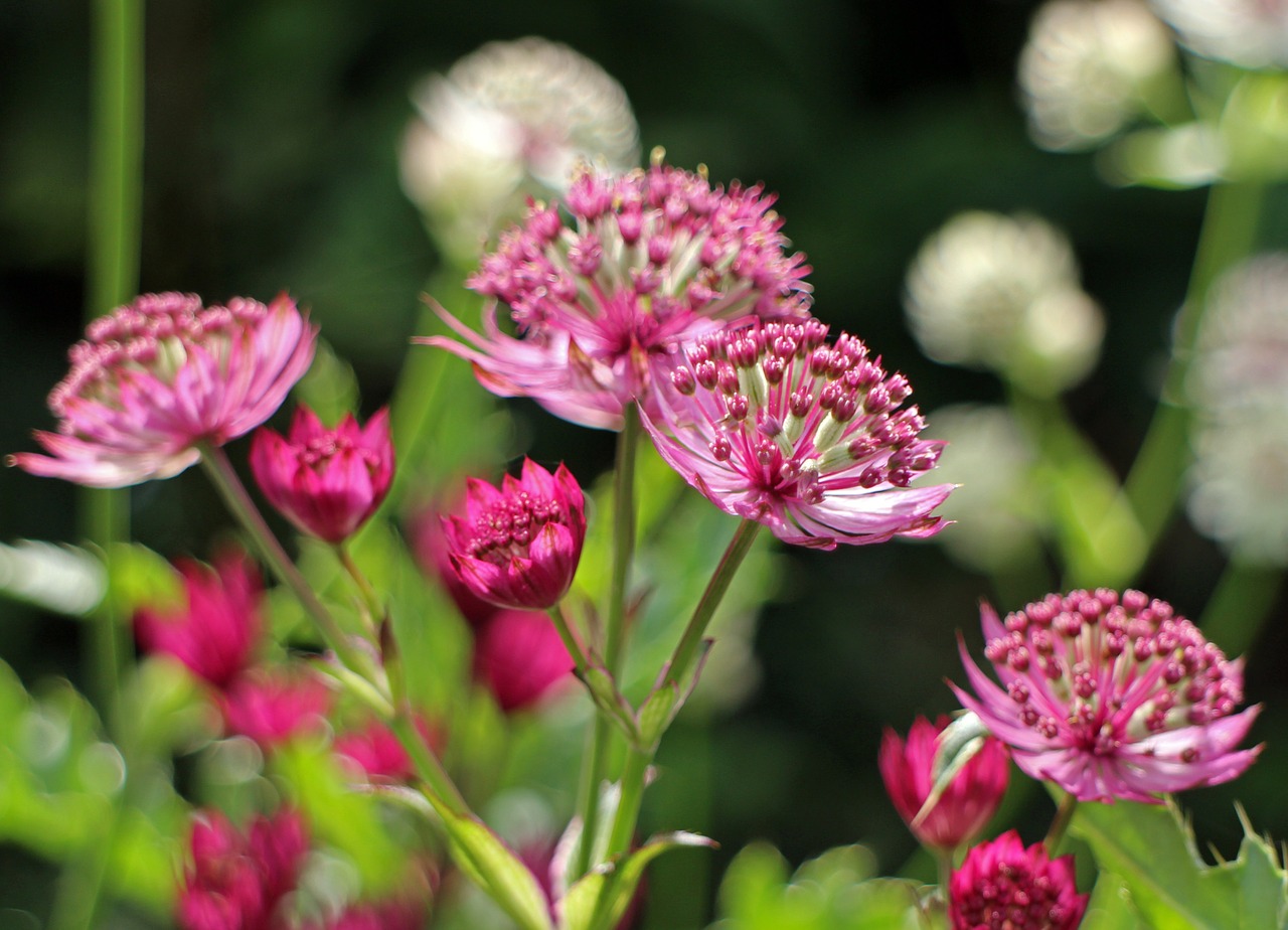 blossom bloom pink masterwort free photo