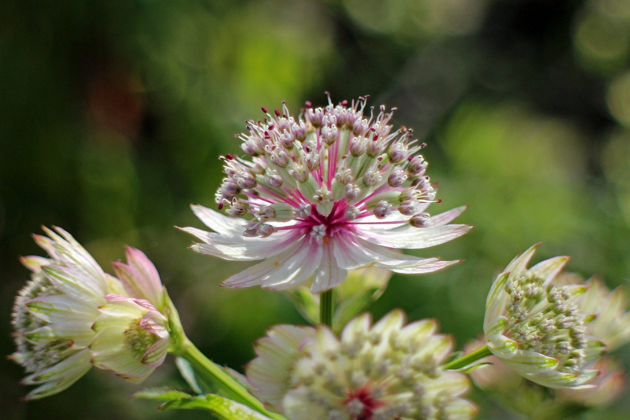 blossom bloom masterwort free photo