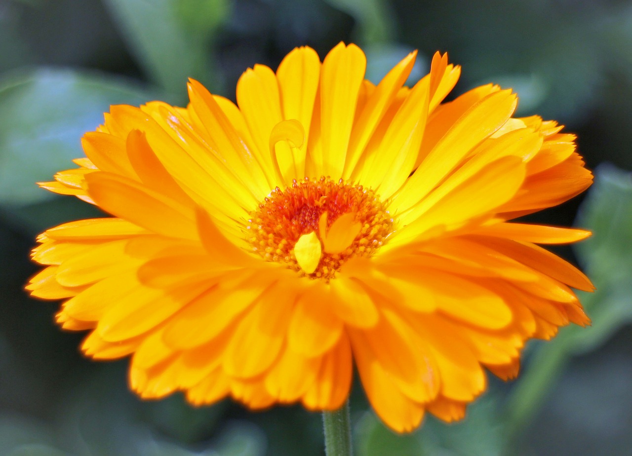 blossom bloom marigold free photo