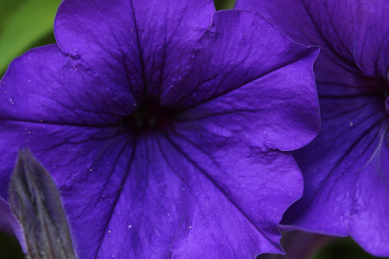 flower  violet  nature free photo