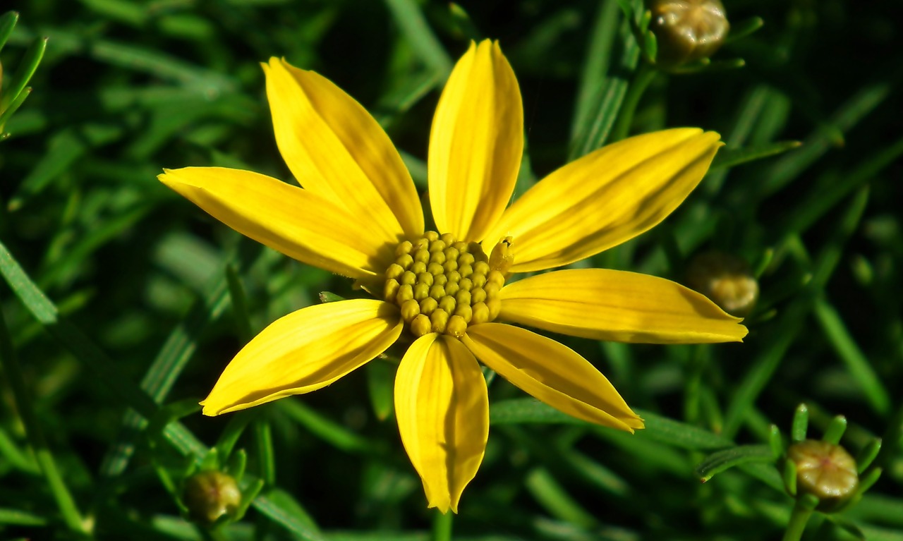 flower  yellow  summer free photo