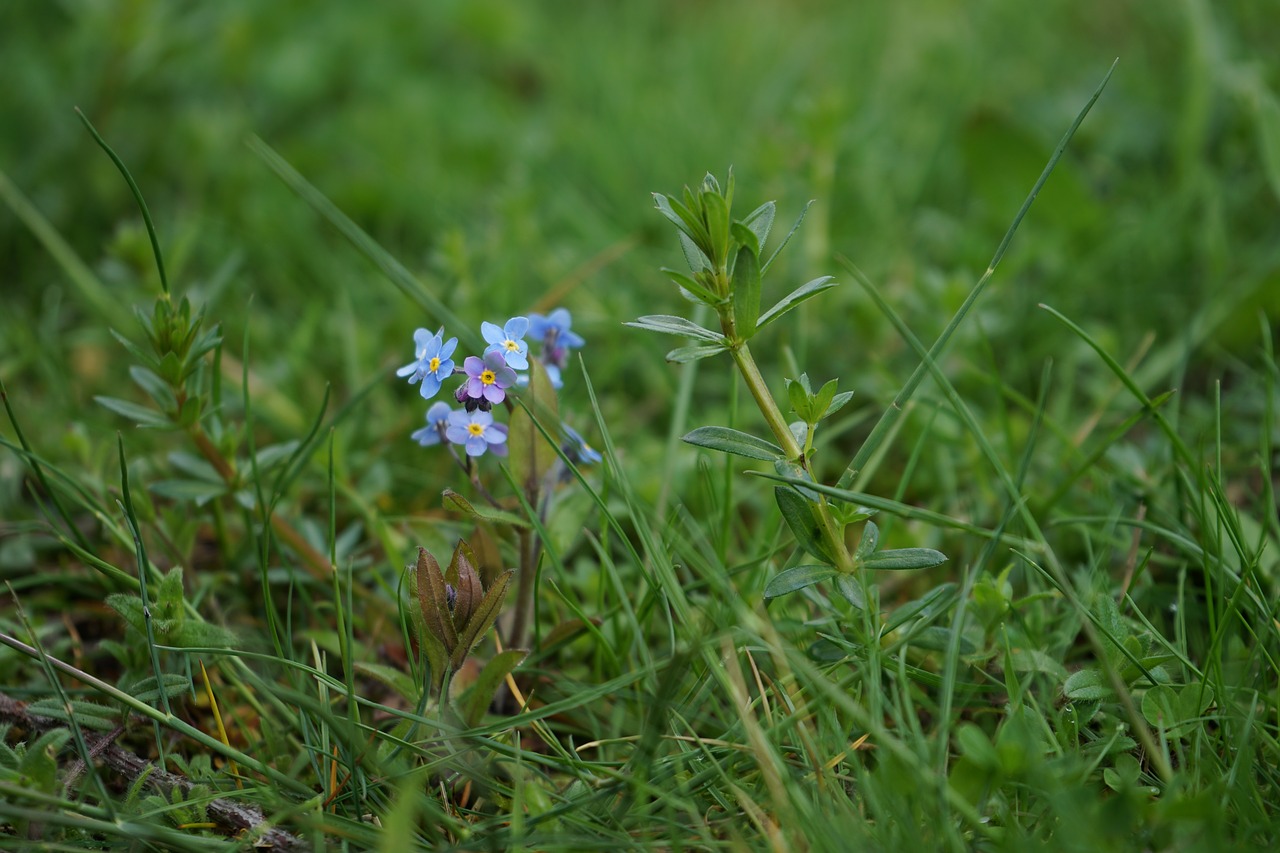 flower  meadow  summer free photo