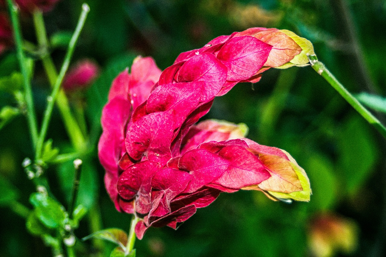 flower  red  nature free photo