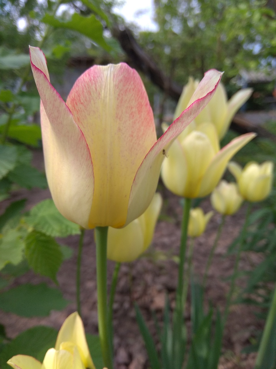 flower  nature  yellow free photo