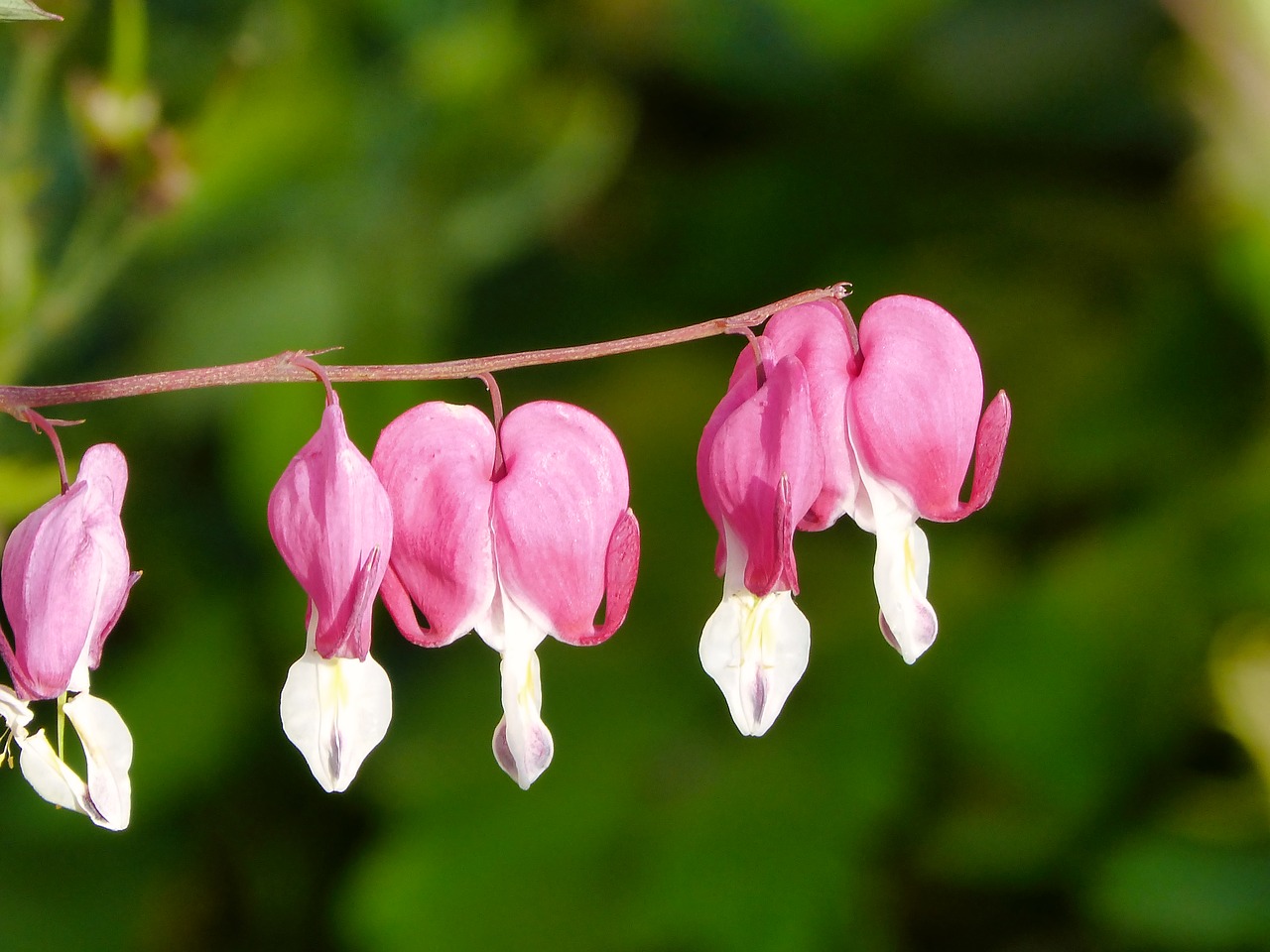 flower  heart  nature free photo