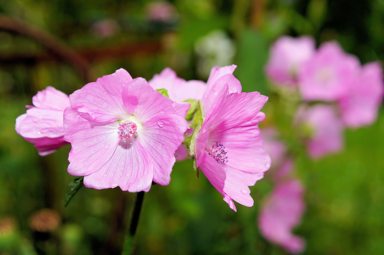 flower blossom bloom free photo