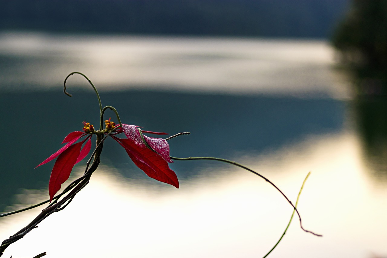 flower  nature  lake free photo