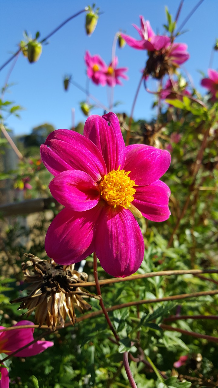 flower  garden  nature free photo