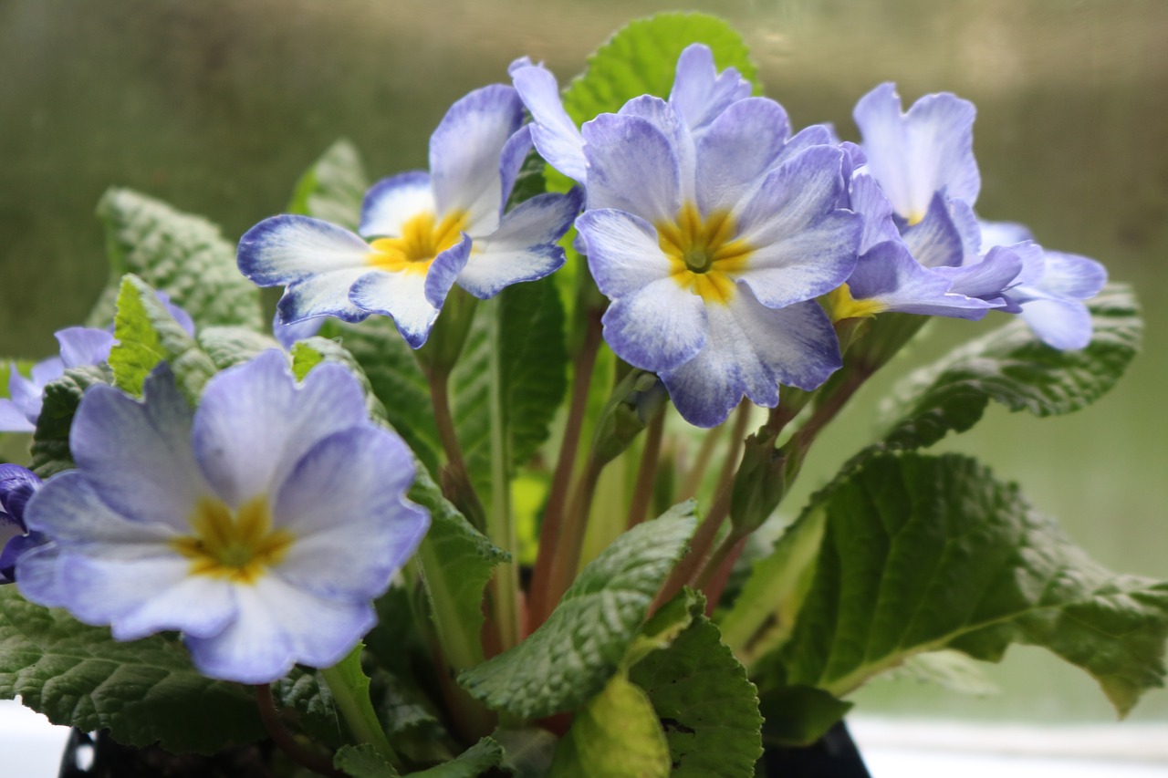 flower  pansy  purple free photo