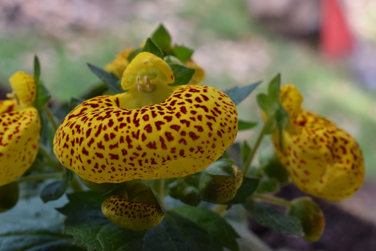 flower  orchid  nature free photo