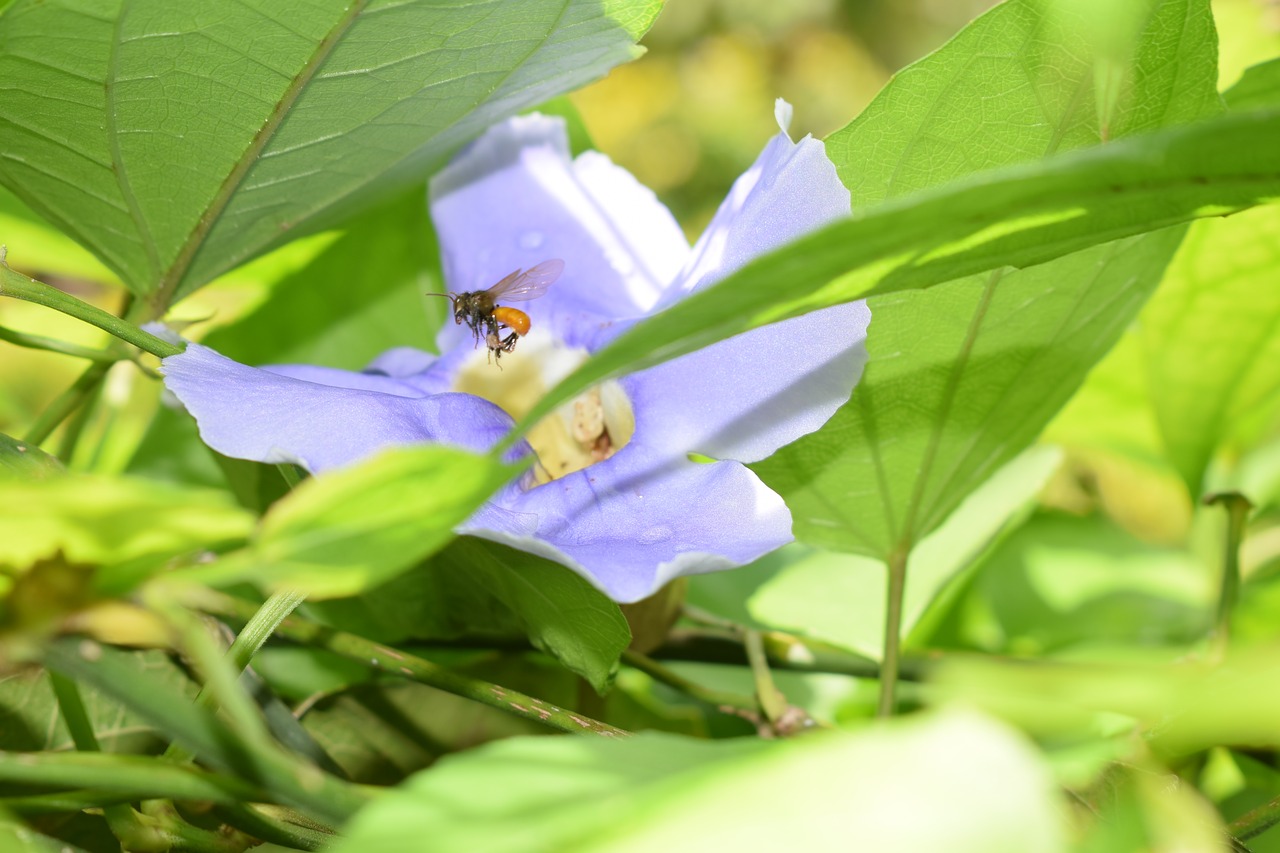 flower  bee  pollination free photo