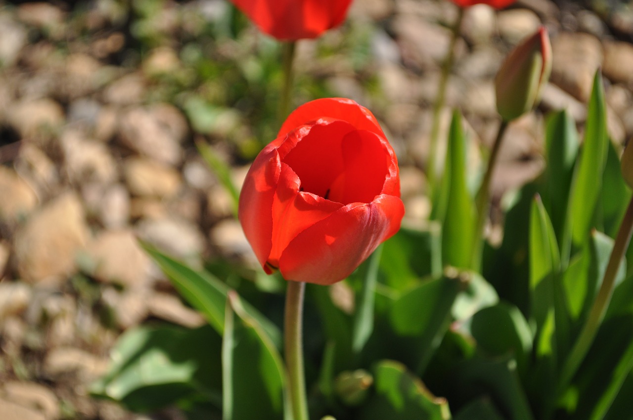 flower  red  bloom free photo