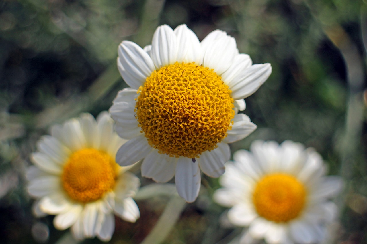 blossom bloom chamomile free photo