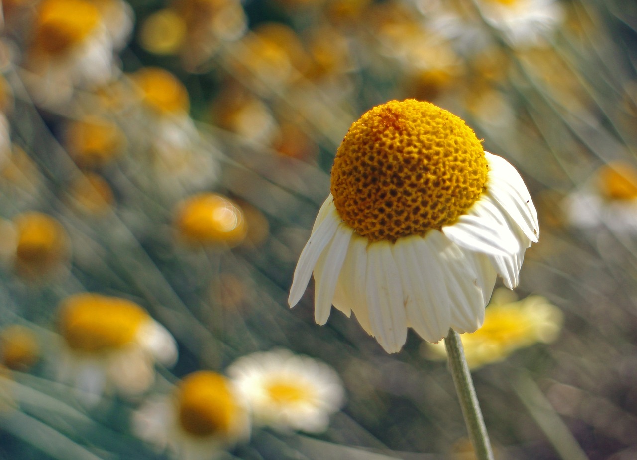 blossom bloom chamomile free photo