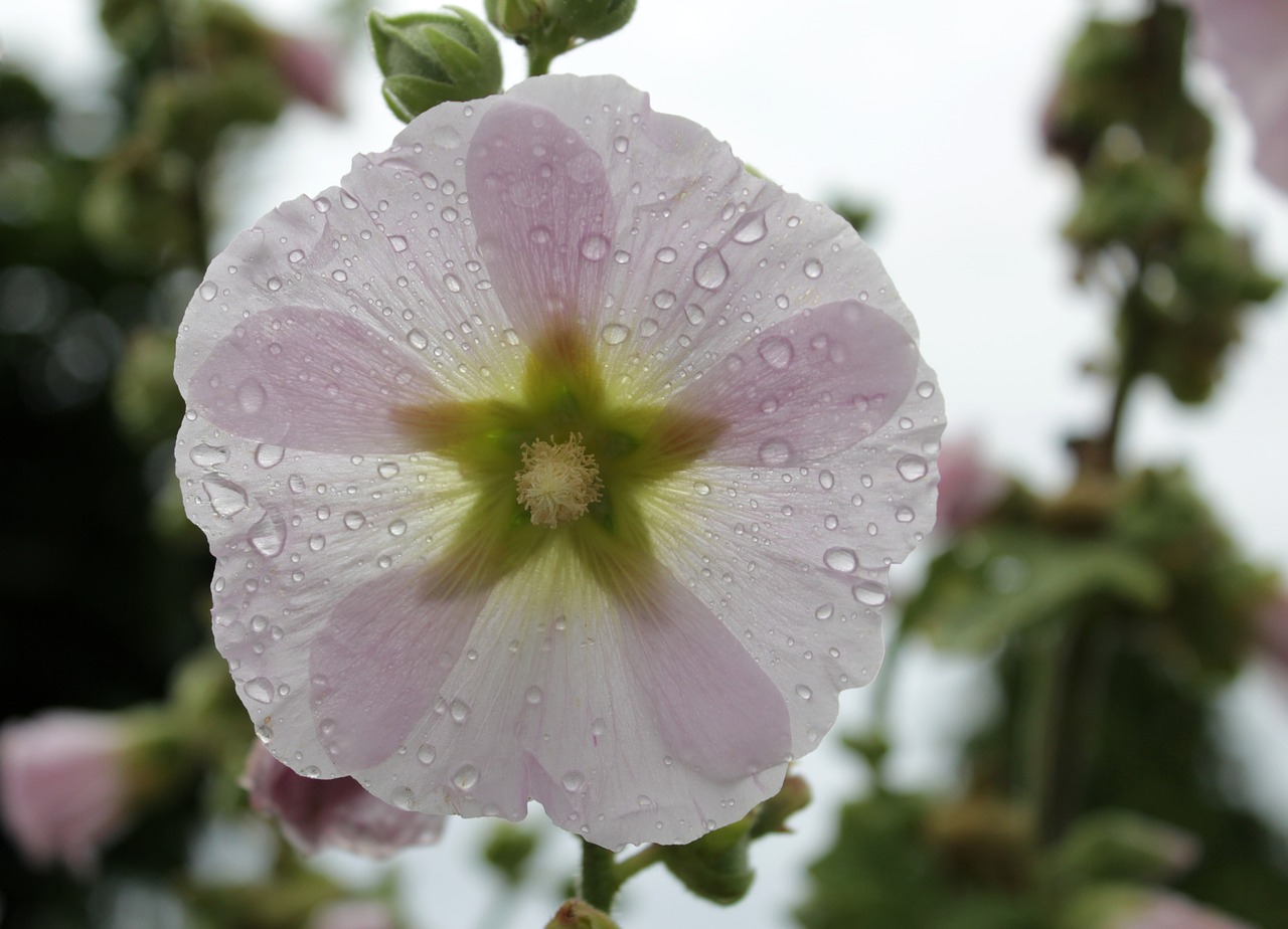 flower  hollyhock  rain free photo