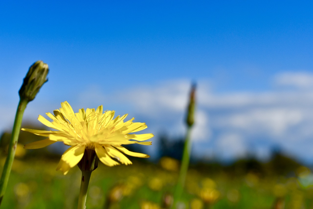 flower  sky  blue free photo