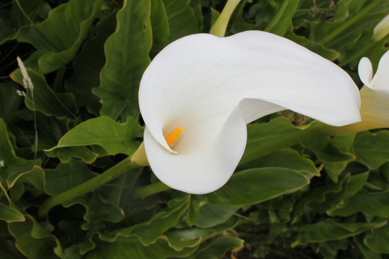 flower  lilly  calla lilly free photo