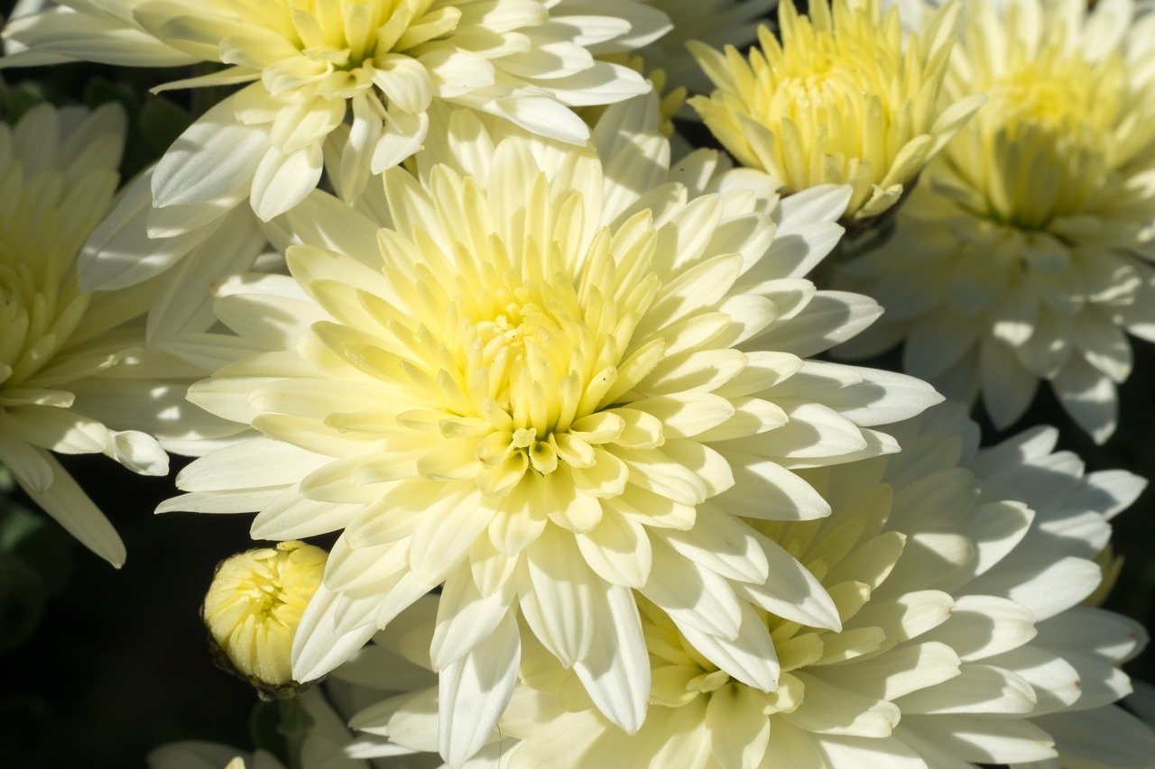 flower  chrysanthemum  autumn free photo