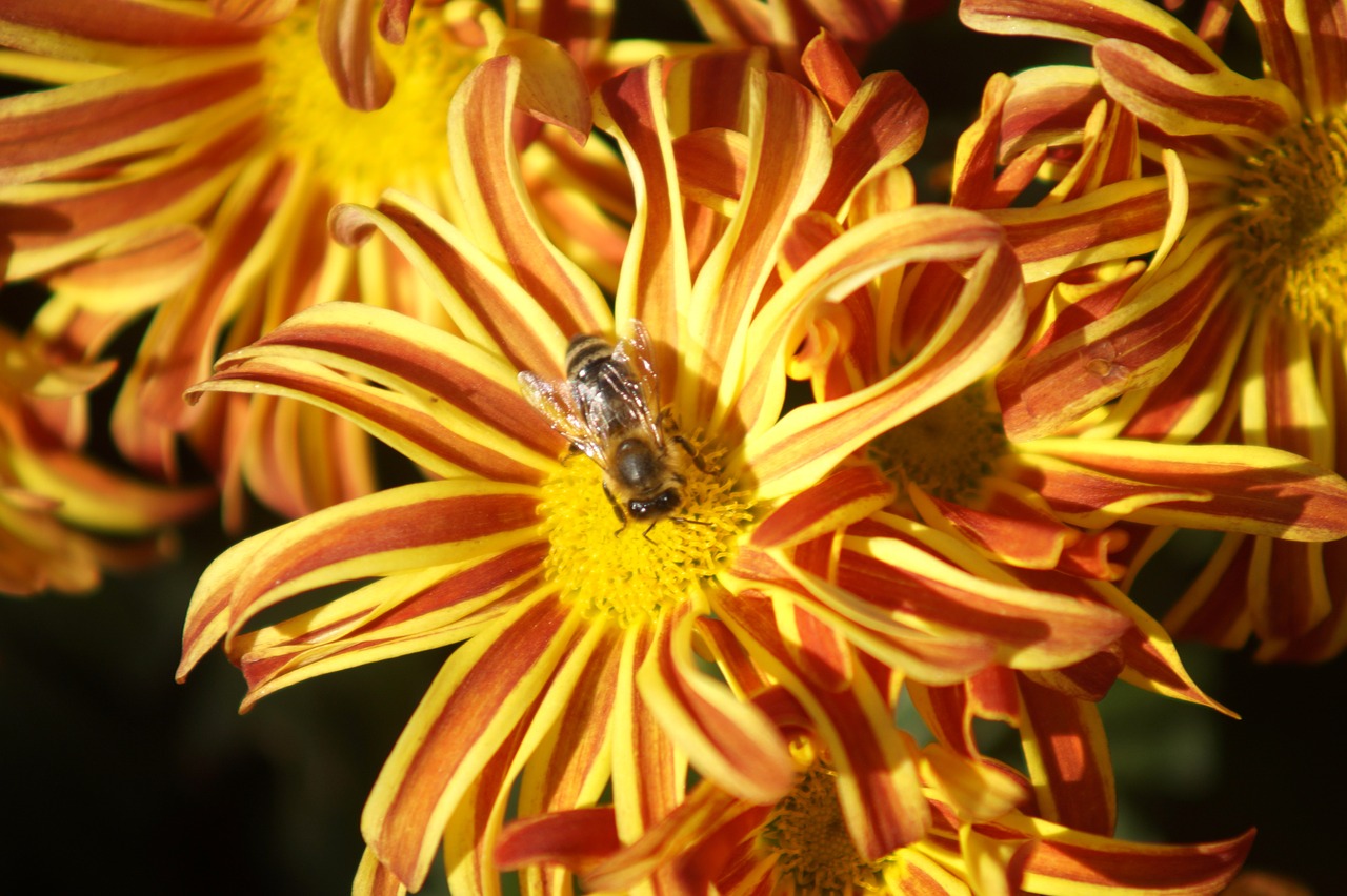 flower  nature  blossom free photo