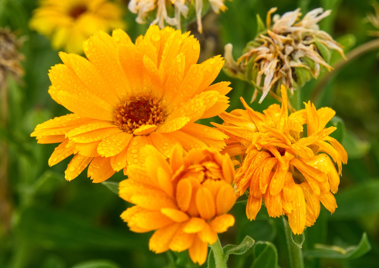 flower  flourished  orange free photo