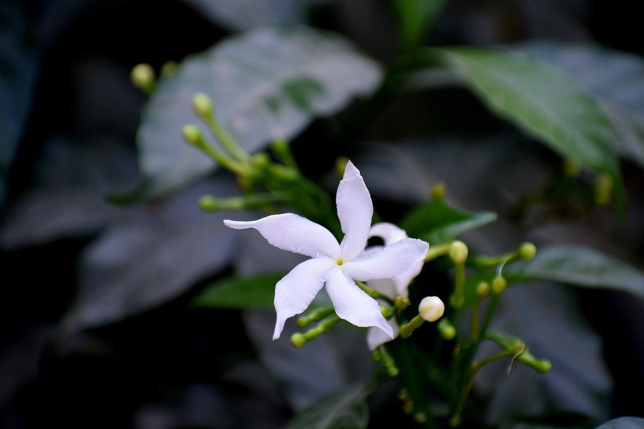 flower  bud  nature free photo