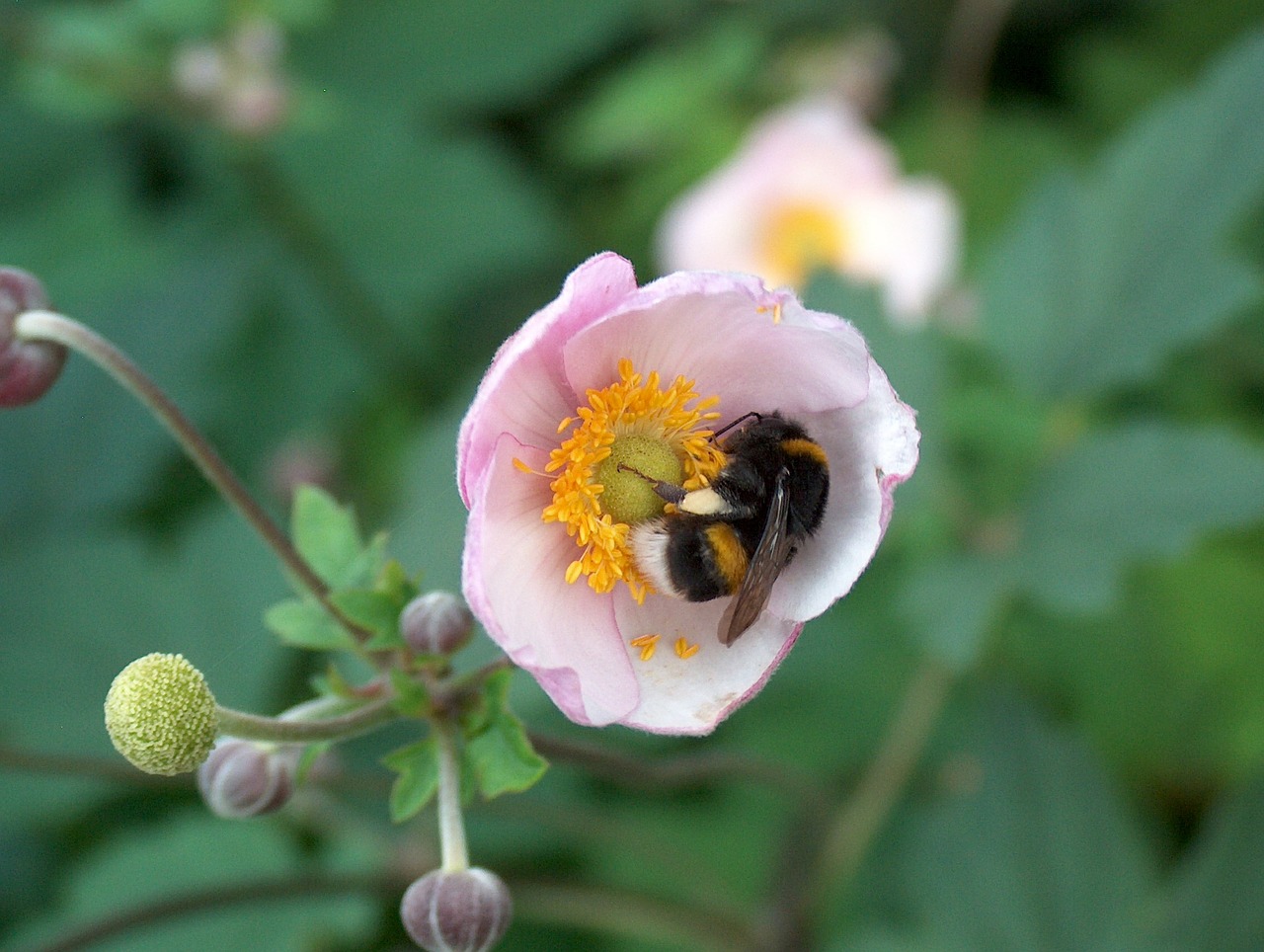 flower plant blossom free photo