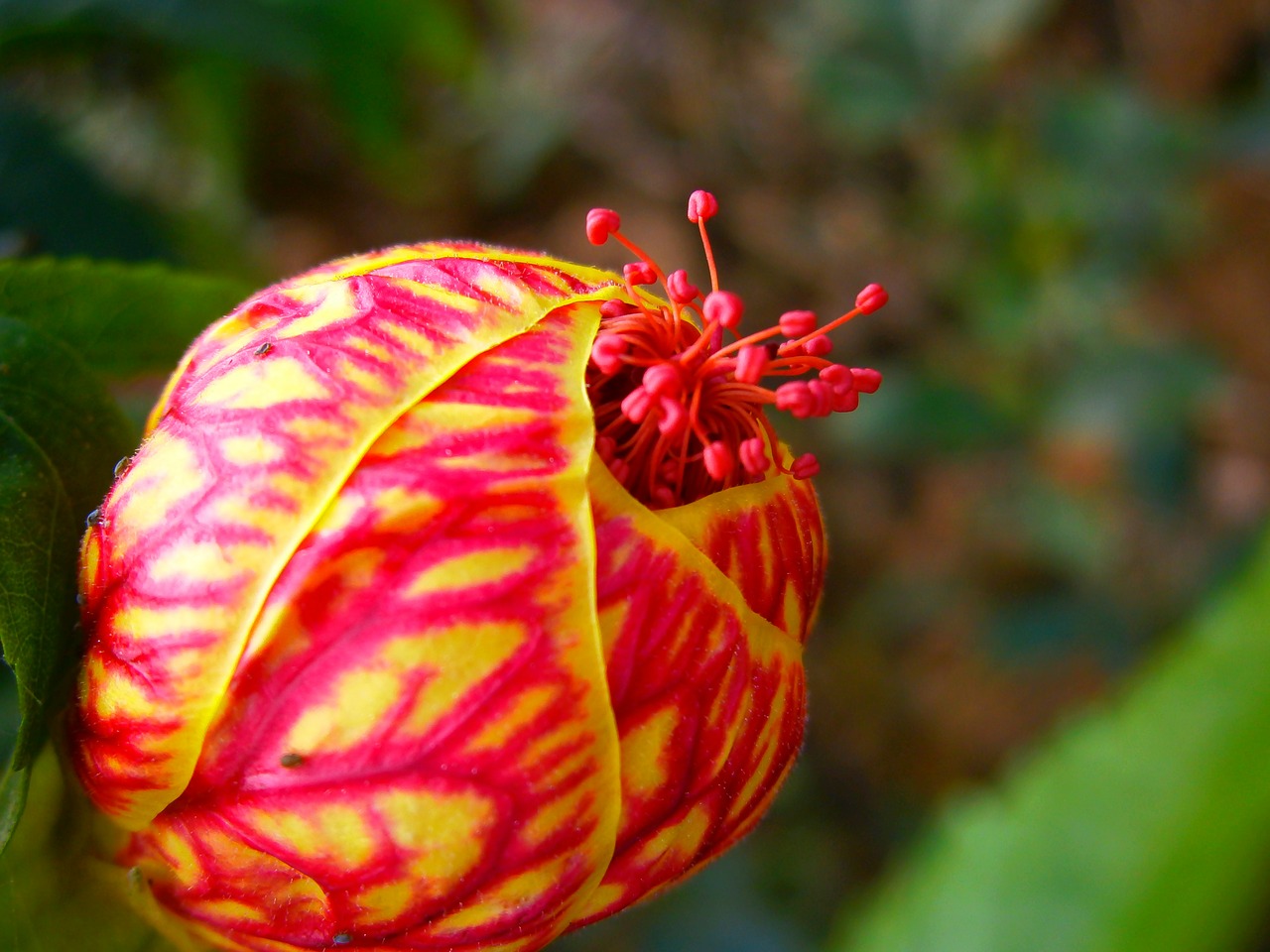 flower flower button red flower free photo