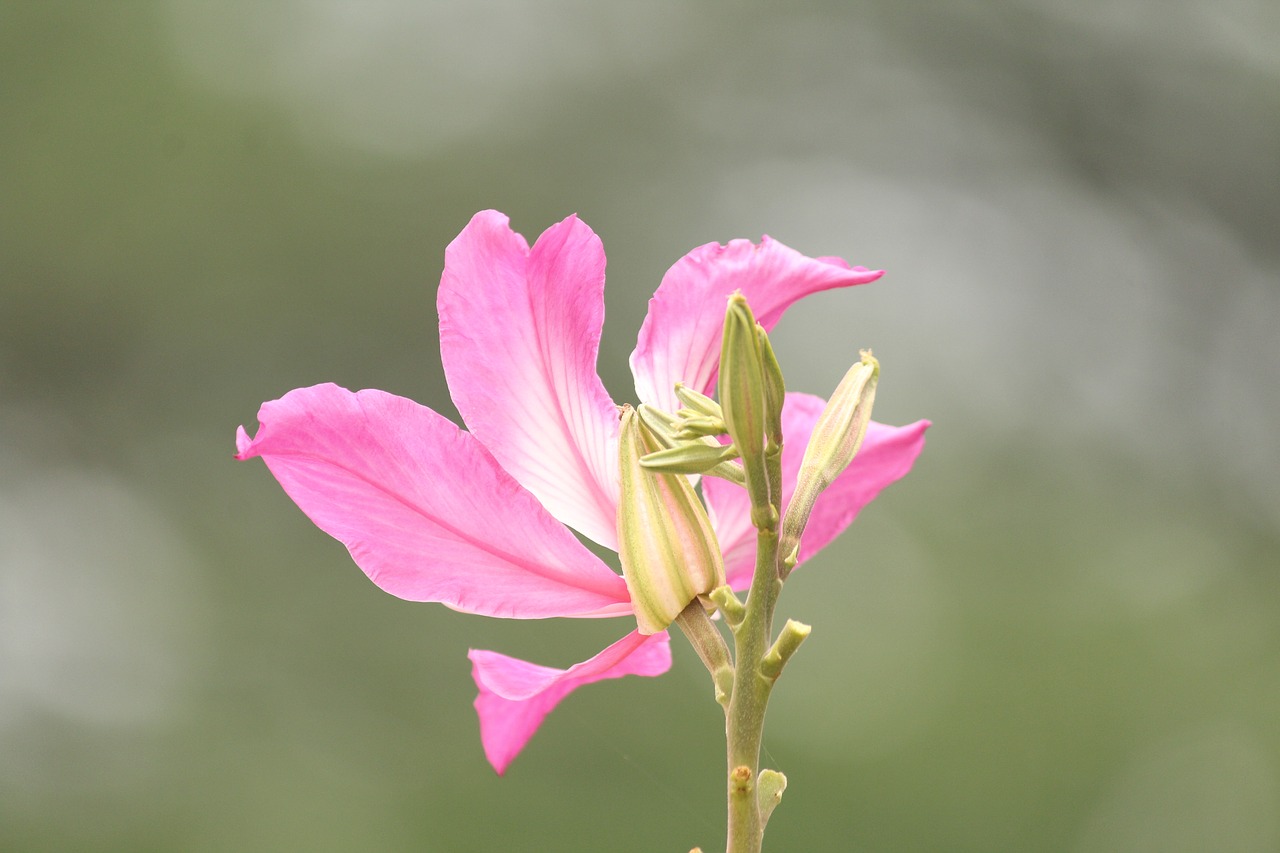 flower  indian flower  kerala flower free photo