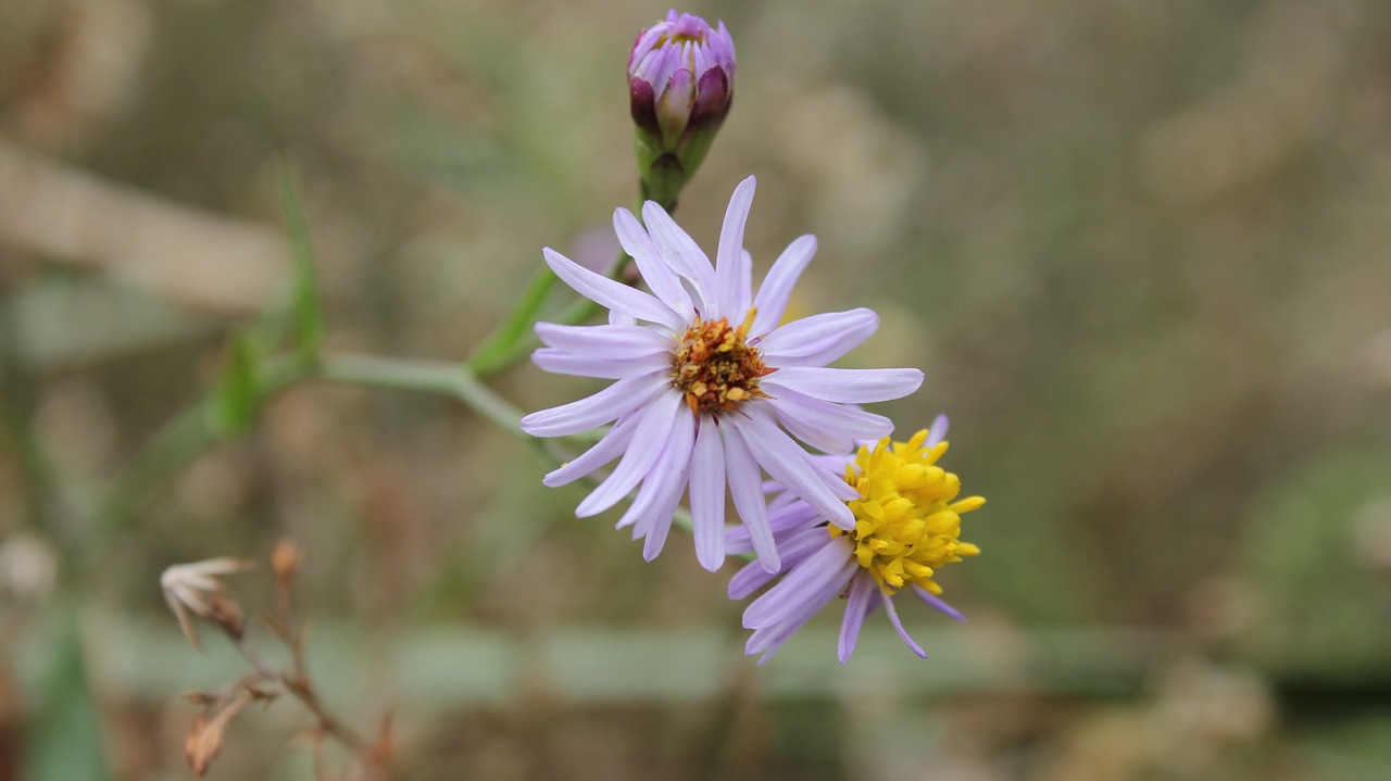 flower  summer  spring free photo