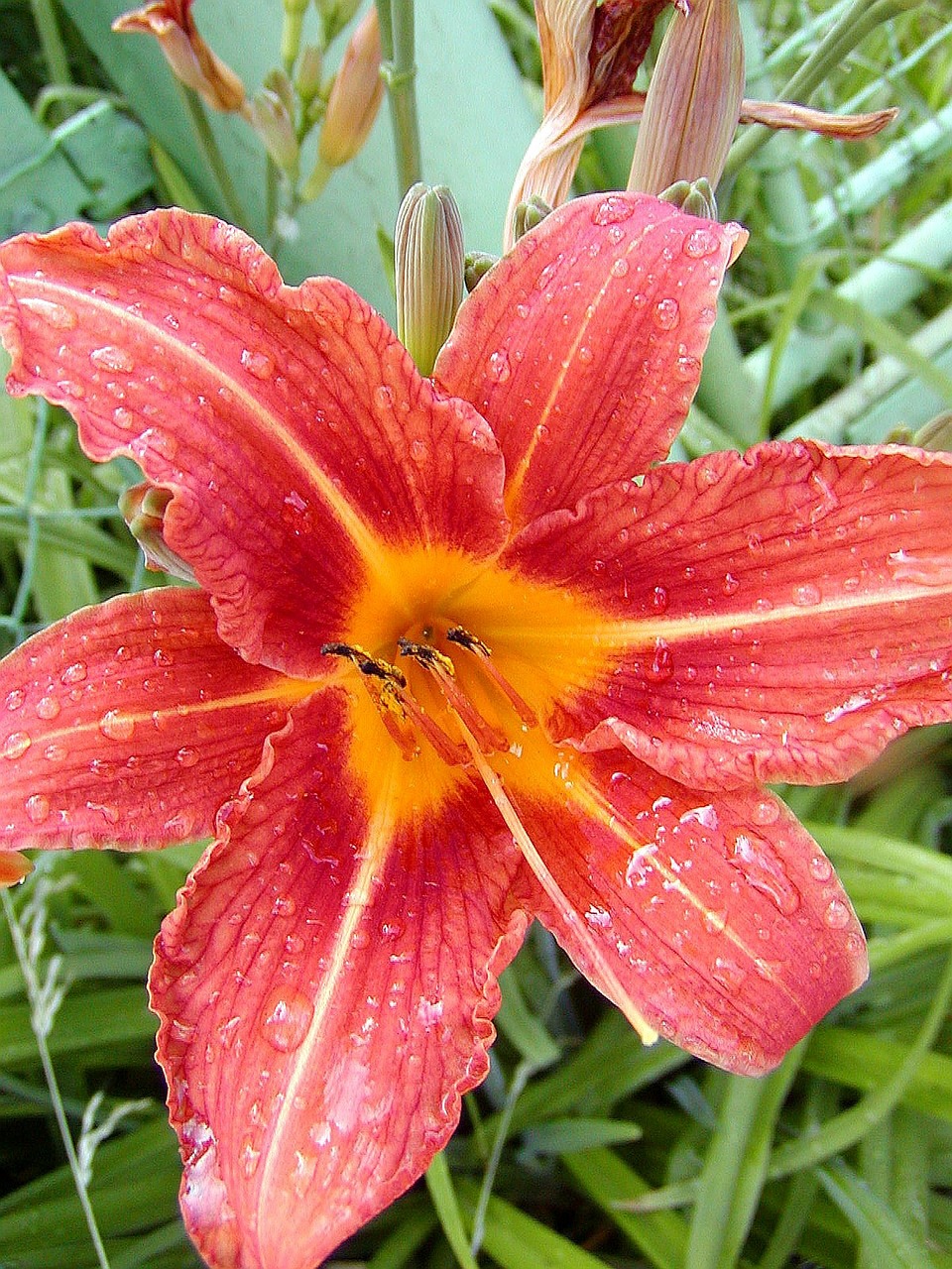 flower lily garden free photo