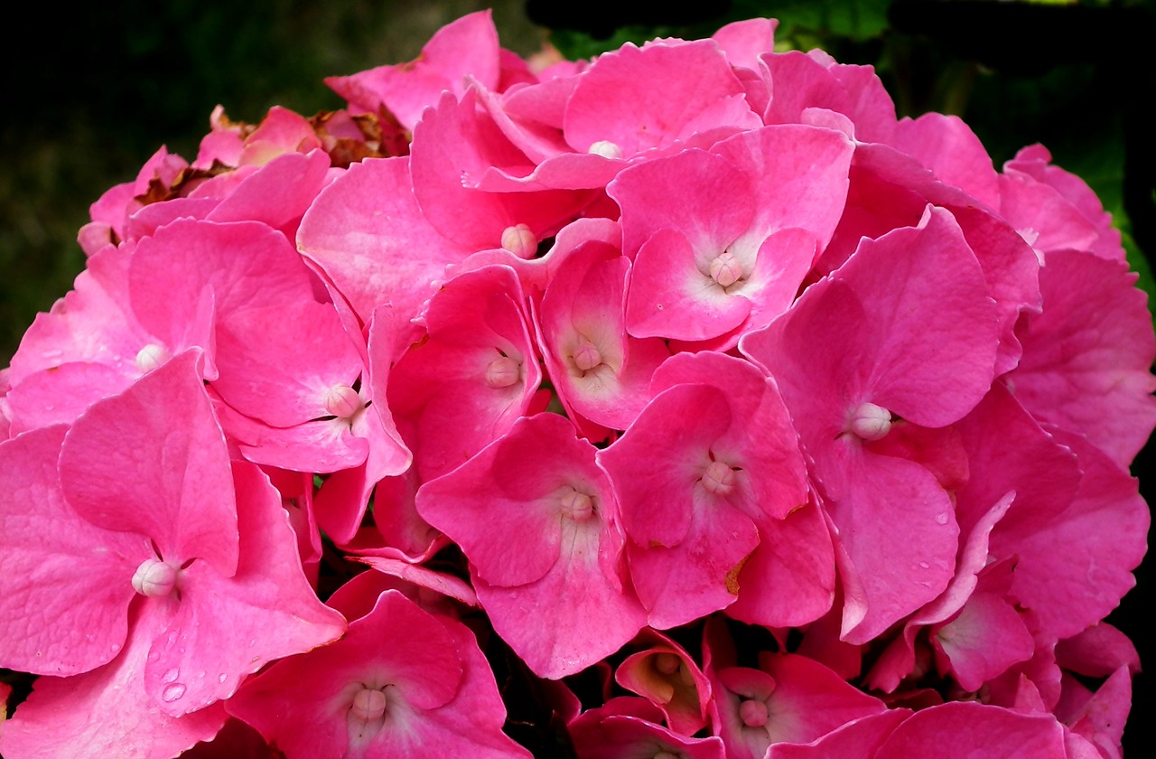 flower  hydrangea  garden free photo