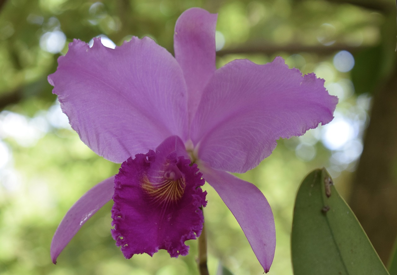 flower  colombia  orchid free photo
