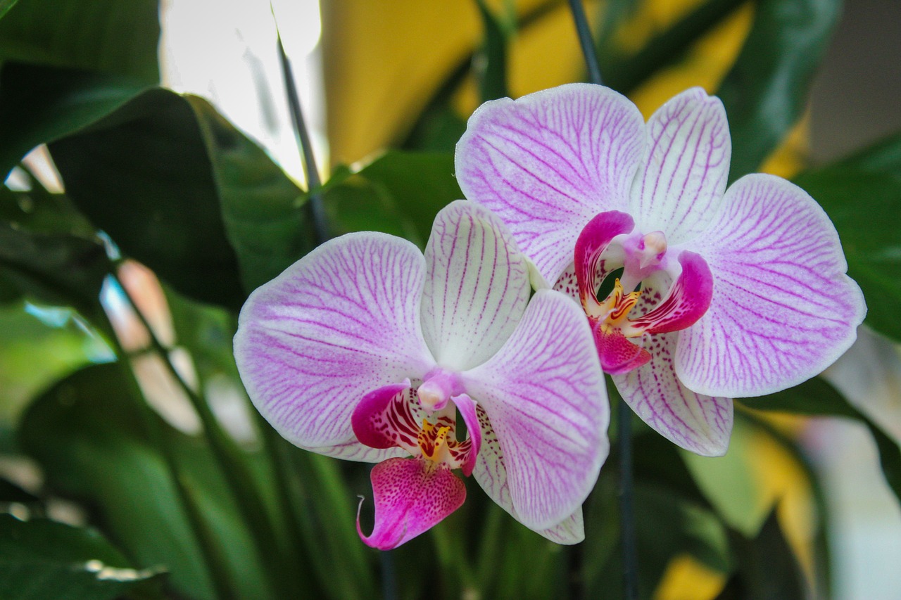 flower  orchid  plant free photo